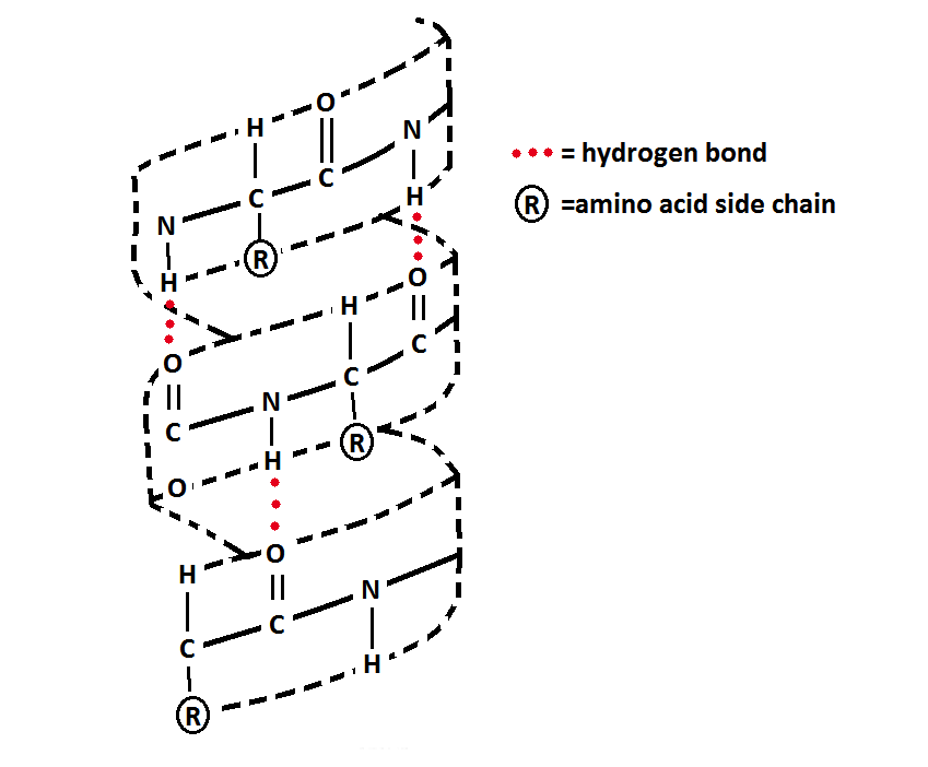 Protein Secondary Structure - Alpha Helix