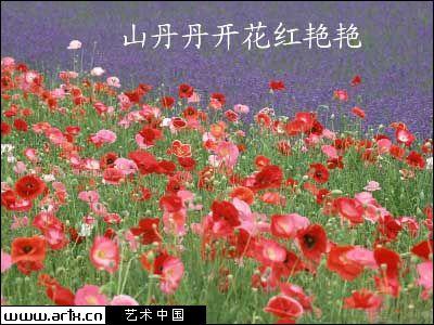 1971 - Shan Dan Dan Hua Kai Hong Yan Yan (山丹丹开花红艳艳) - Red Lilies Crimson and Bright