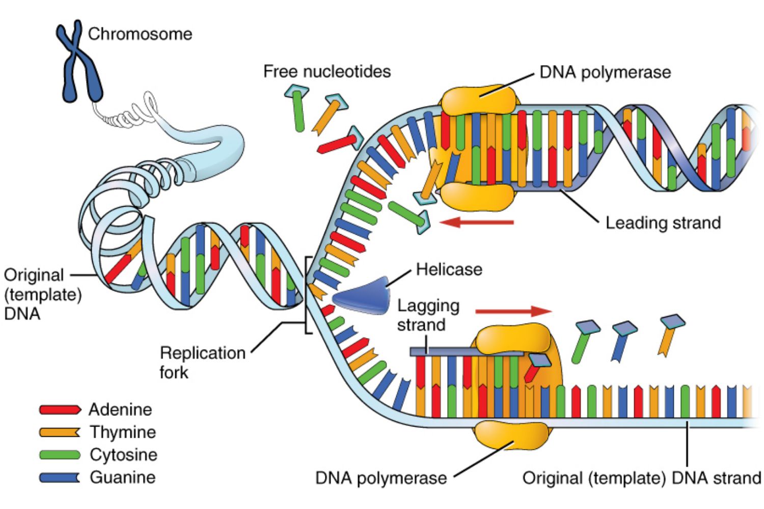 Chromosome (or DBA) Replication Process
