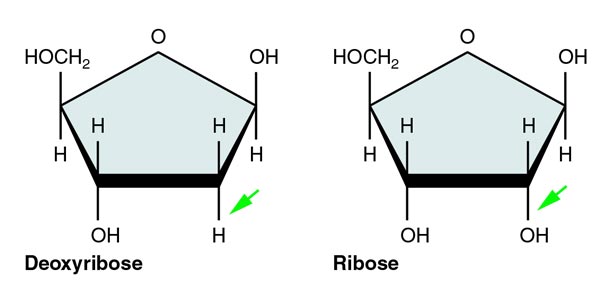 Аденин рибоза три. Pentose Ribose. Рибоза и над взаимодействие. Нейлоновая рибоза ткань. Шарф рибоза.