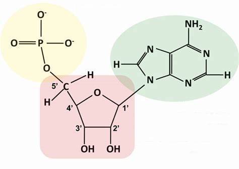 Nucleotide: Nucleobase + 5-Carbon Sugar + Phosphate