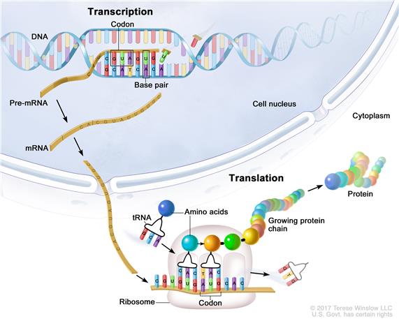 Gene Expression - ­Building Proteins
