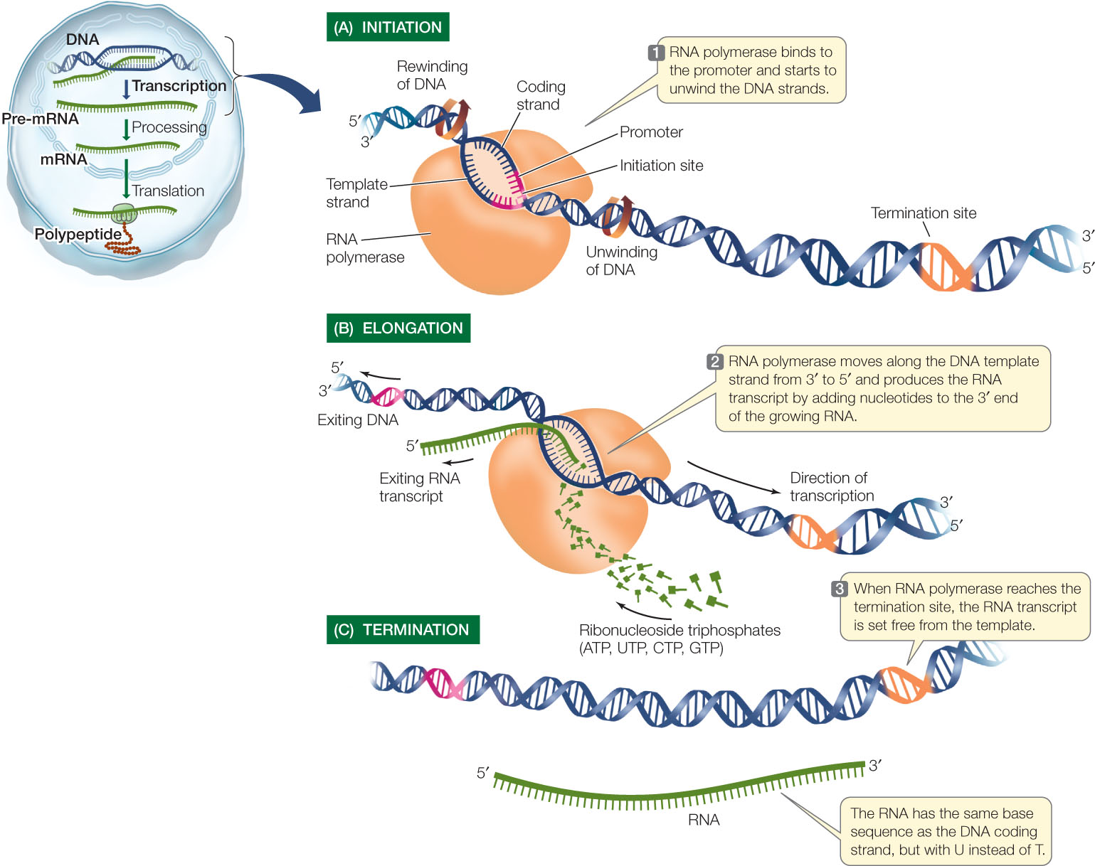 Genetic Transcription Creating Mrna