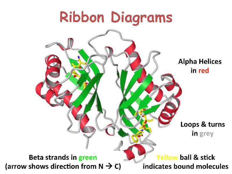 Visualization - Ribbon Diagram